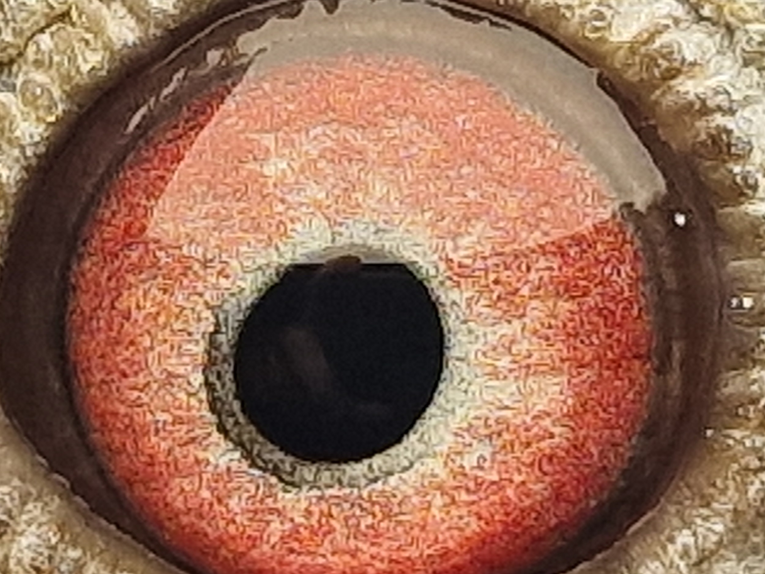 Pigeon eye